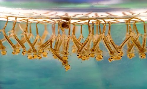 Larves de moustique dans un gîte larvaire
